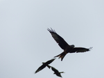 FZ022823 Red kites (Milvus milvus).jpg